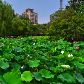 莲湖公园拍荷花之一：常规角度