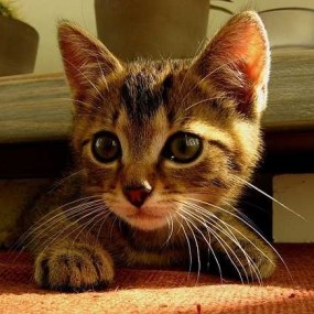 猫咪，你往这看