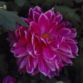 金秋赏菊（卡片）