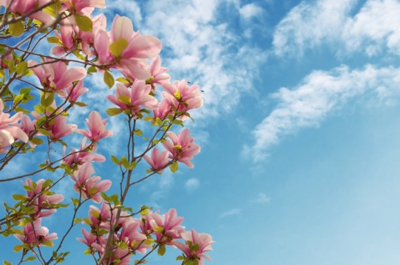 一种叫不上名字的花