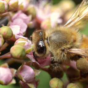 30块钱近接圈-初试微距小蜜蜂