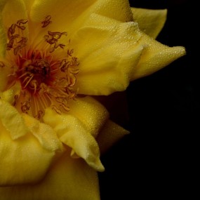 雨后黄色月季花