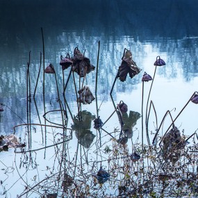 留得残荷听雨声