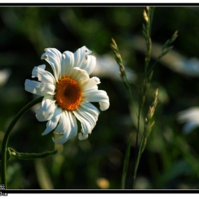 世园会的花花草草~~