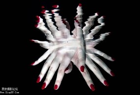 Cal Mero 水下摄影