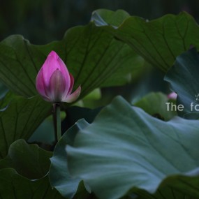 第一次发贴—怀念初夏