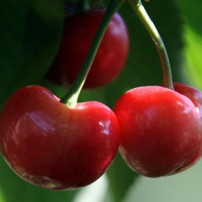 陕西大荔万亩大樱桃陆续开园