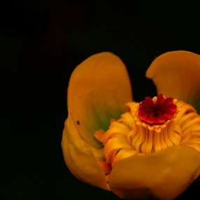 宛在水中央----黄金莲