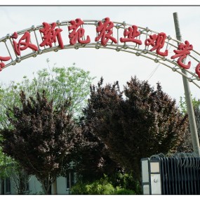 【随 拍】秦 汉 观 光 园 拍 牡 丹