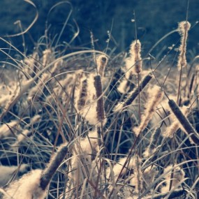 20120218-雁鸣湖畔