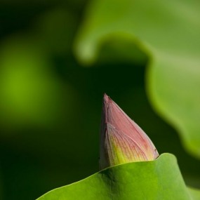 小荷崭露尖尖角