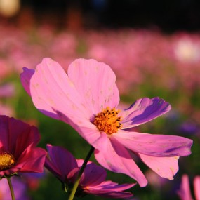 奥林匹克森林公园 格桑花