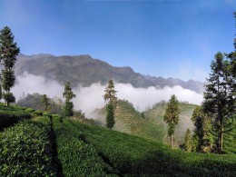 陕南行摄——茶山云雾（手机接片）