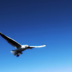 鸟的天堂---居延海