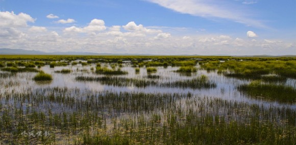 甘南湿地