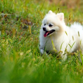 ————我家点点当麻豆————