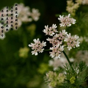 谁说野花不能采