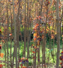 春日秦岭山脚下