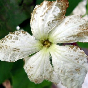 可别小看口袋机