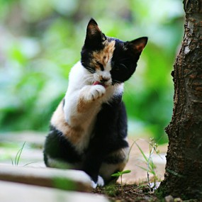 小野猫咪咪——