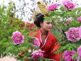 武媚娘回归赏牡丹（二）