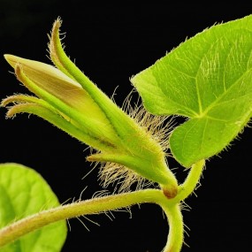 花卉、昆虫微距图集