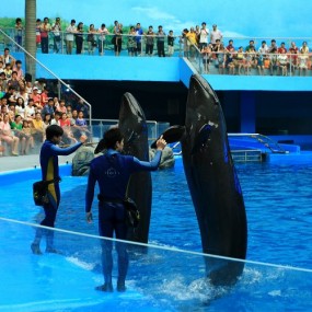 成都极地海洋世界之《海豚表演》