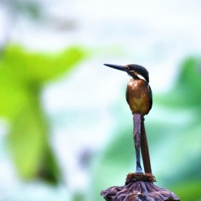 在阴天下拍的小翠