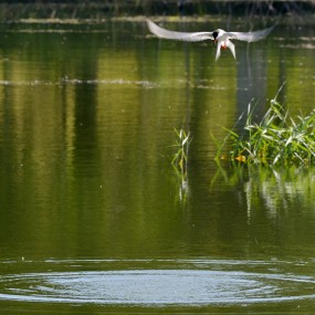 湿地公园的燕尾鸥--1