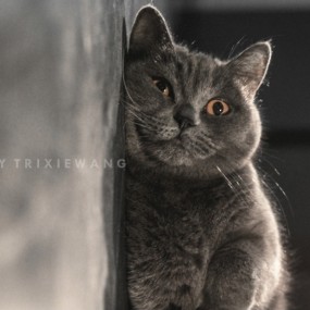 这只英国短毛是怪咖