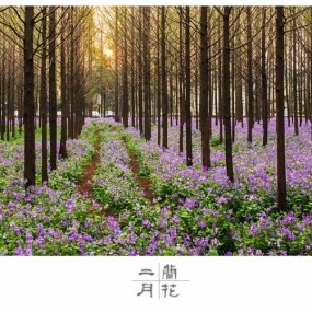 二月兰花现清幽