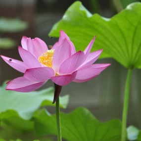 夏日荷花别样红