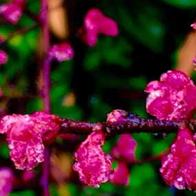 手机随拍《无人呵护的花花草草》