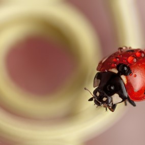 Ruiz和他的瓢虫朋友