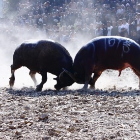 牯藏节斗牛