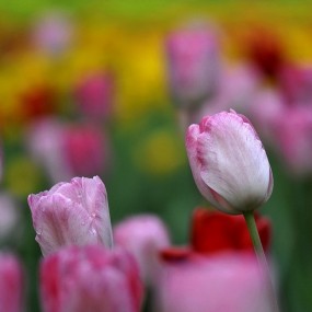 ——我给大家一片春——