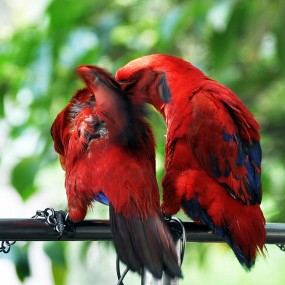 象夫妻般的一对鹦鹉