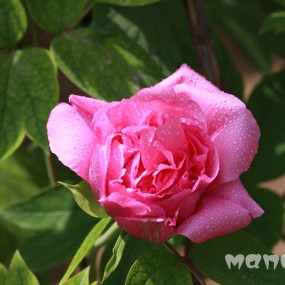 新手前来报到---2012兴庆公园郁金香、牡丹