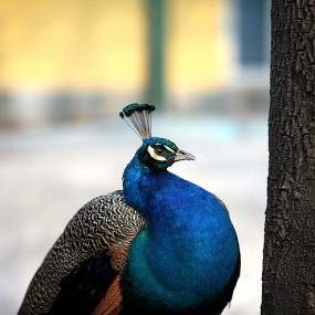 兴庆公园拍一些鸟