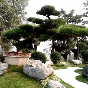 中国唐苑（一）