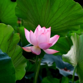 两张风景三张花