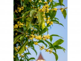 桂子花开，十里飘香