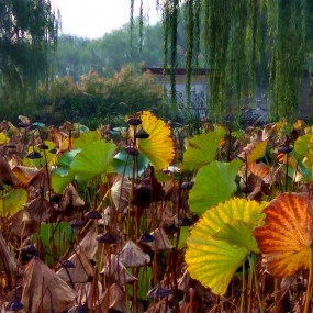 手机拍摄之秋韵荷塘