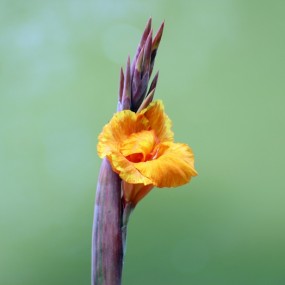 新入手动头，试手手动对焦（花卉）