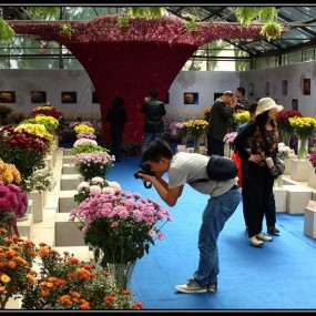 西安植物园2015年秋季菊花展随拍（下）