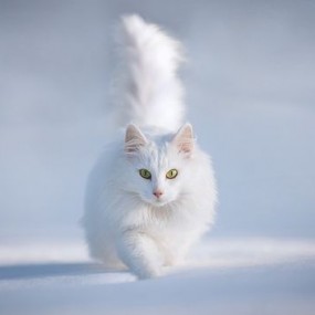 70张可爱迷人的宠物摄影作品