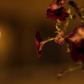 夜间的小喇叭花