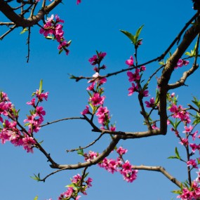 礼泉桃花