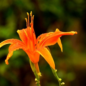 妖娆迷人之萱草