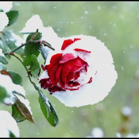 斗雪红       （月季之别称）